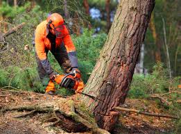 Best Tree Cabling and Bracing  in Anderson Island, WA