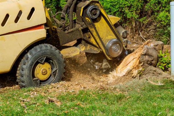 Trusted Anderson Island, WA Tree Services Experts