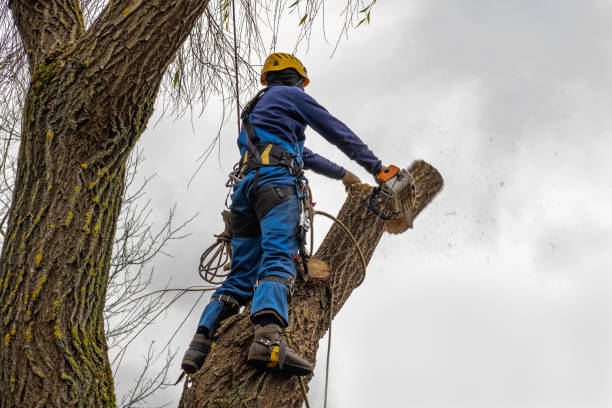 Best Storm Damage Tree Cleanup  in Anderson Island, WA