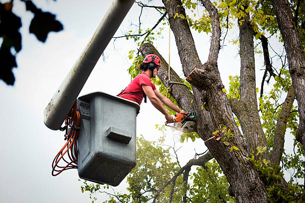 Best Tree Health Inspection  in Anderson Island, WA