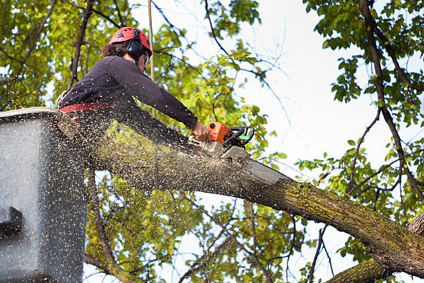 Best Tree Trimming and Pruning  in Anderson Island, WA